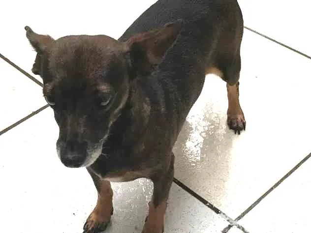 Cachorro ra a Pinscher idade 3 anos nome Pinela 