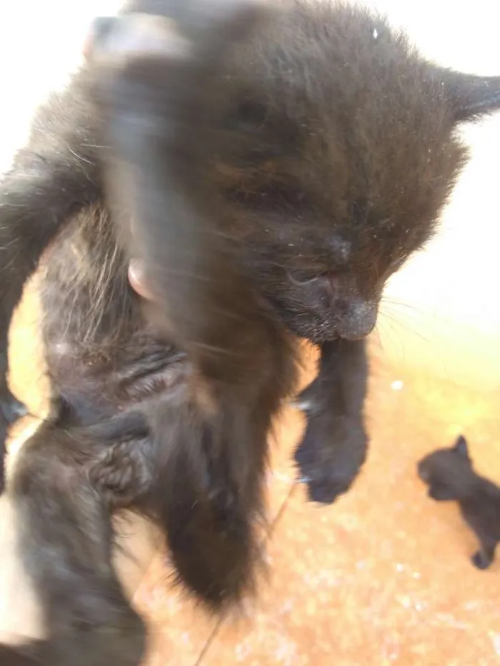 Gato ra a Sem raça idade Abaixo de 2 meses nome Sem nome encontrado