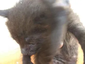 Gato raça Sem raça idade Abaixo de 2 meses nome Sem nome encontrado