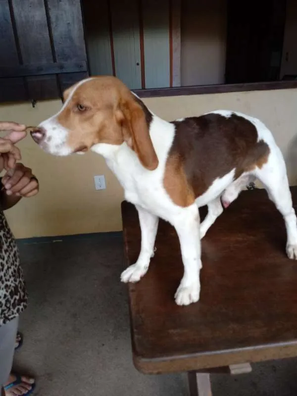 Cachorro raça Beagle idade 7 a 11 meses nome Ainda sem