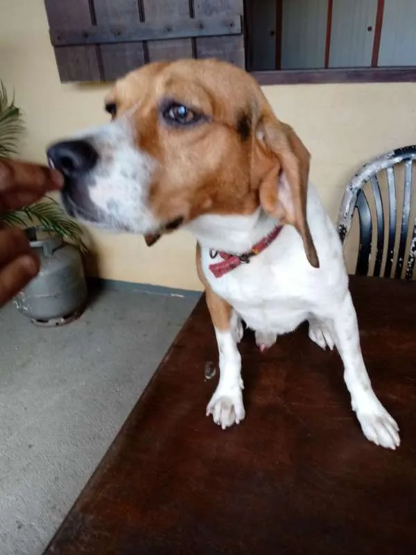 Cachorro raça Beagle idade 7 a 11 meses nome Ainda sem