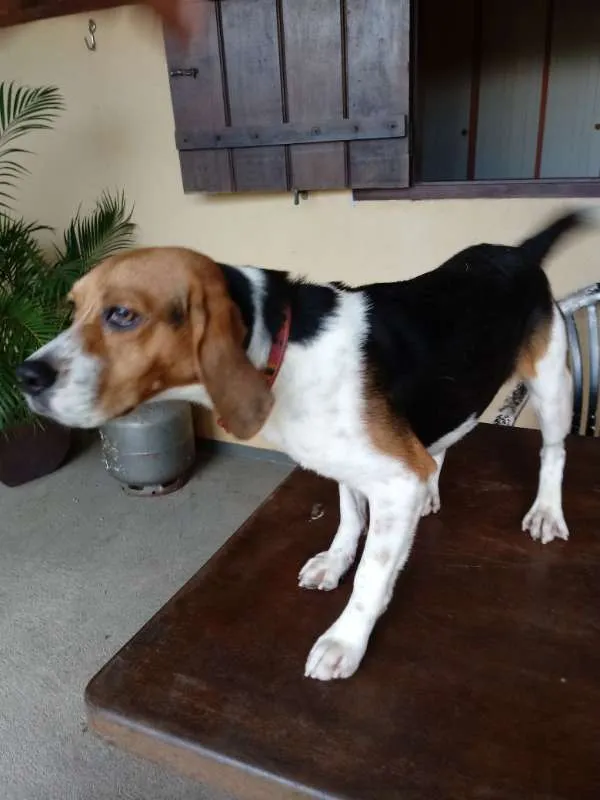 Cachorro raça Beagle idade 7 a 11 meses nome Ainda sem