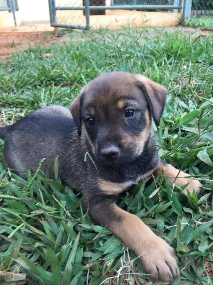 Cachorro ra a SRD idade  nome BABALU