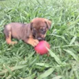 BABALU