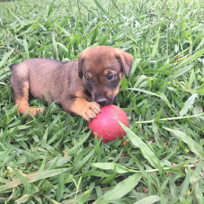 Cachorro ra a SRD idade  nome BABALU