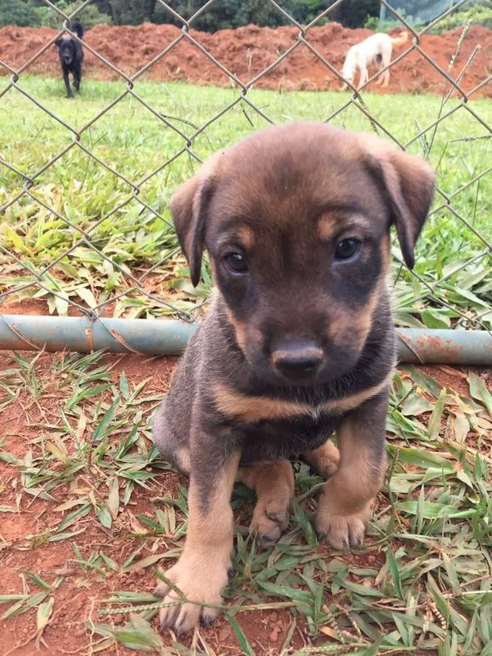 Cachorro ra a SRD idade  nome BABALU