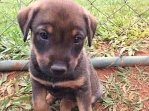 Cachorro raça SRD idade  nome BABALU