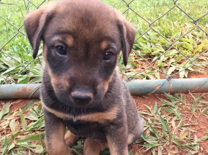 Cachorro ra a SRD idade  nome BABALU