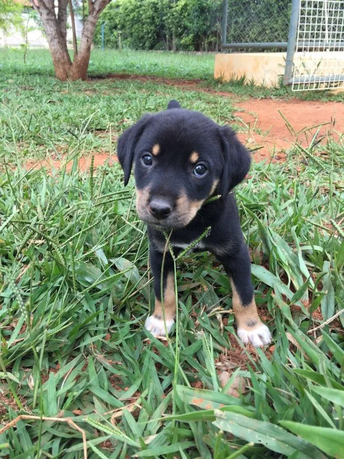 Cachorro ra a SRD idade Abaixo de 2 meses nome Snow