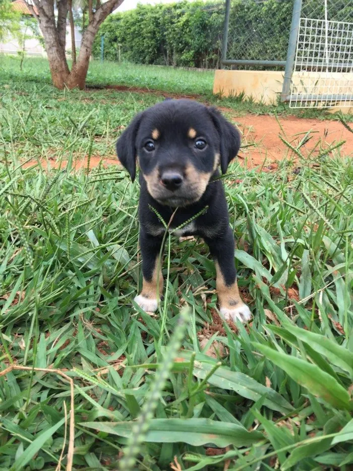 Cachorro ra a SRD idade Abaixo de 2 meses nome Snow