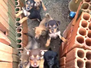 Cachorro raça Indefinida idade Abaixo de 2 meses nome Não tem