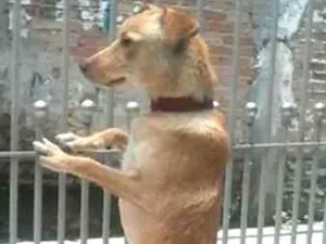 Cachorro raça A mãe labradora e o pai vira l idade 4 anos nome Escol