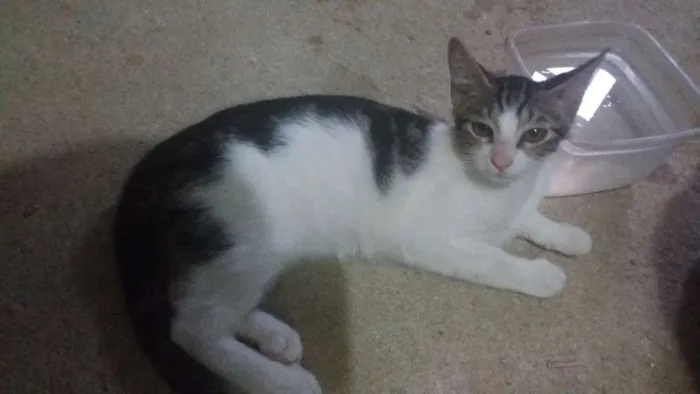 Gato ra a Sem raça definida idade  nome Você escolherá 