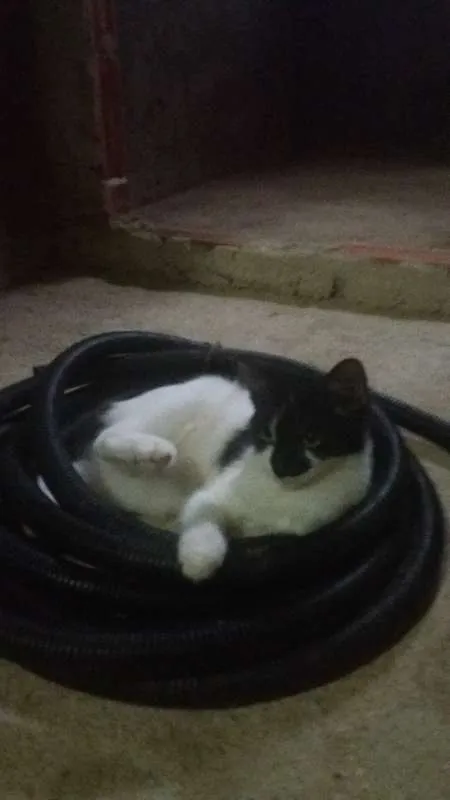 Gato ra a Sem raça definida idade  nome Você escolherá 