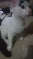 Você escolherá 