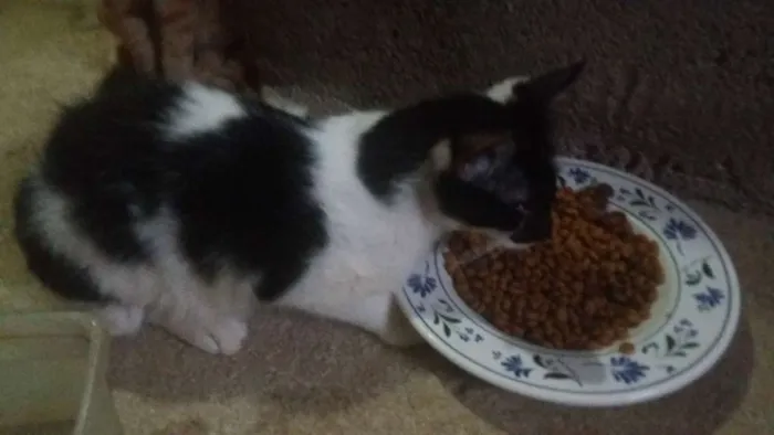 Gato ra a Sem raça definida idade  nome Você escolherá 