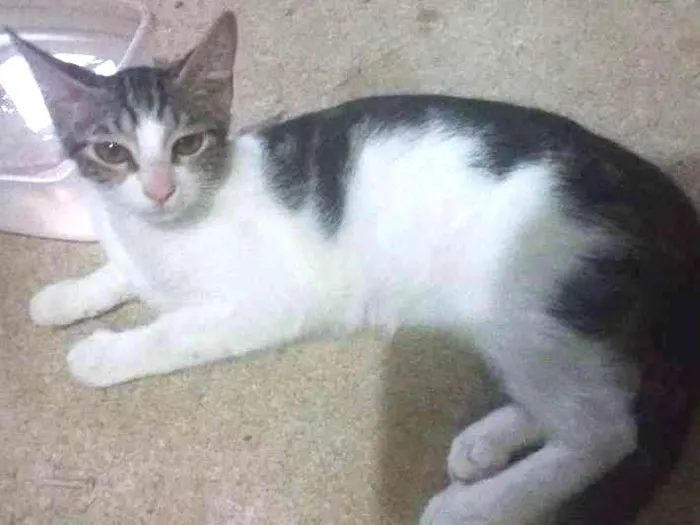 Gato ra a Sem raça definida idade  nome Você escolherá 