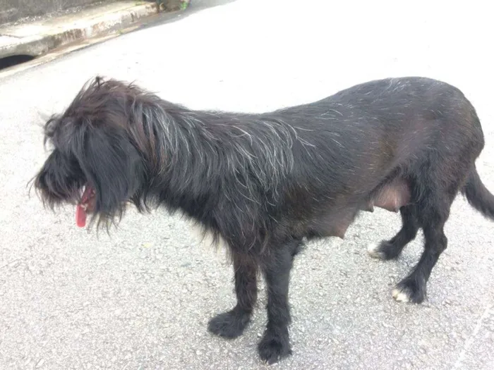 Cachorro ra a  idade 5 anos nome Sem nome