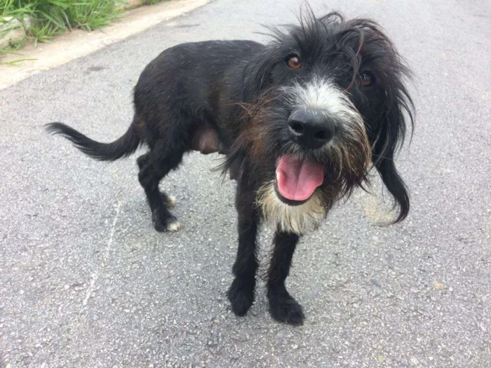Cachorro ra a  idade 5 anos nome Sem nome