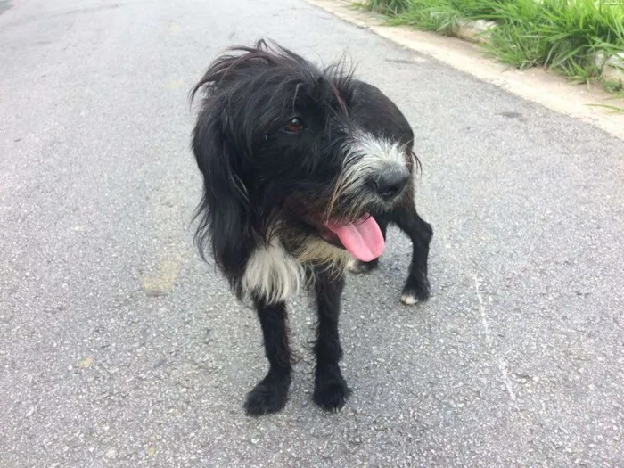 Cachorro ra a  idade 5 anos nome Sem nome