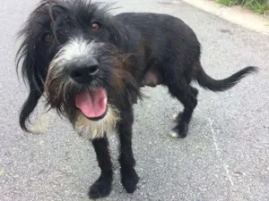 Cachorro raça  idade 5 anos nome Sem nome