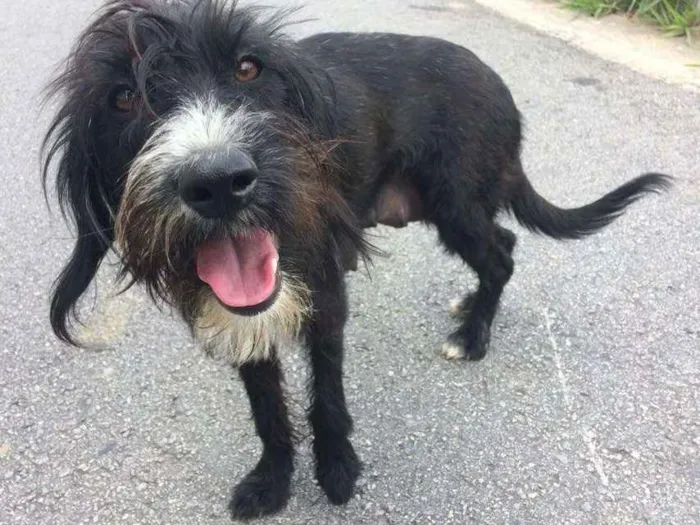 Cachorro ra a  idade 5 anos nome Sem nome