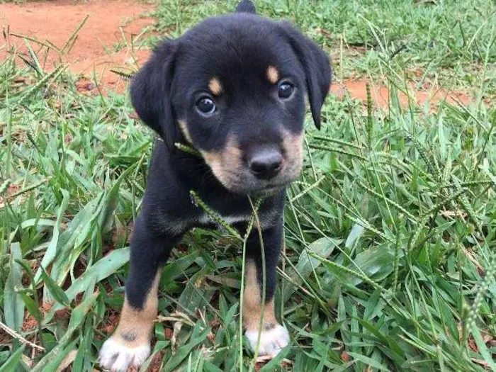 Cachorro ra a SRD idade Abaixo de 2 meses nome Snow