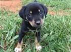 Cachorro raça SRD idade Abaixo de 2 meses nome Snow