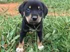Cachorro raça SRD idade Abaixo de 2 meses nome Snow