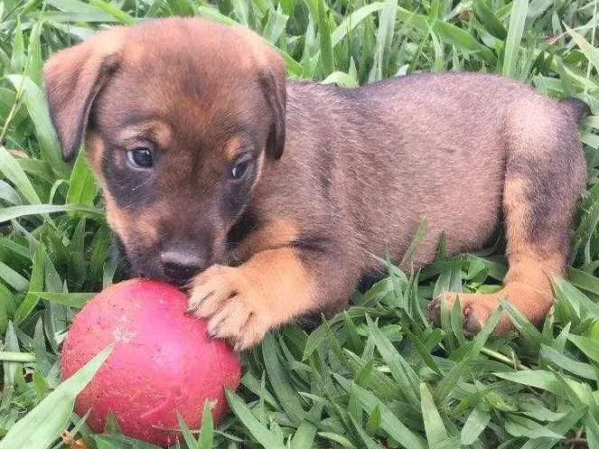 Cachorro ra a SRD idade  nome BABALU