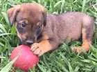 Cachorro raça SRD idade  nome BABALU