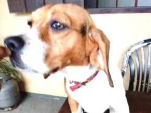 Cachorro raça Beagle idade 7 a 11 meses nome Ainda sem