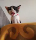 Minnie