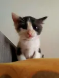 Minnie