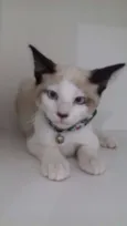 Inácio 