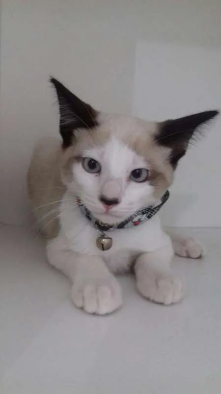 Gato ra a srd idade 2 a 6 meses nome Inácio 