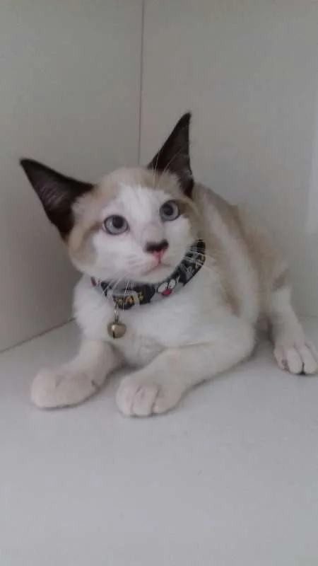 Gato ra a srd idade 2 a 6 meses nome Inácio 