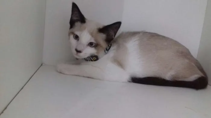 Gato ra a srd idade 2 a 6 meses nome Inácio 