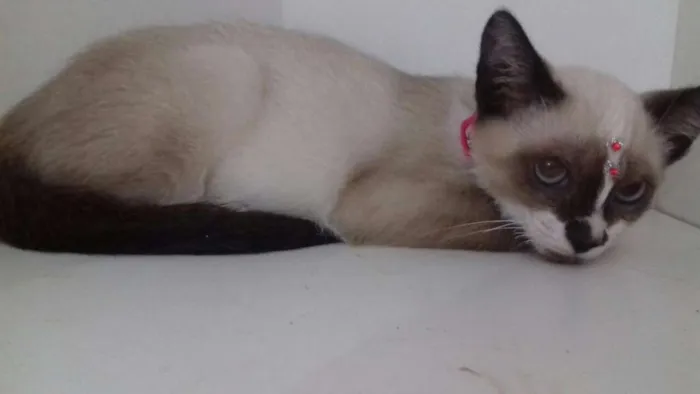 Gato ra a srd idade 2 a 6 meses nome Penelope