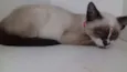 Penelope