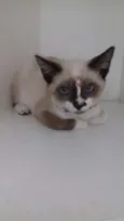 Penelope