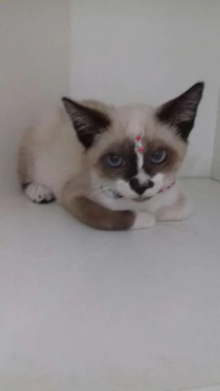 Gato ra a srd idade 2 a 6 meses nome Penelope