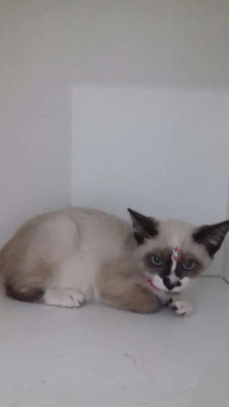 Gato ra a srd idade 2 a 6 meses nome Penelope