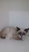 Penelope