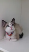 Pepita