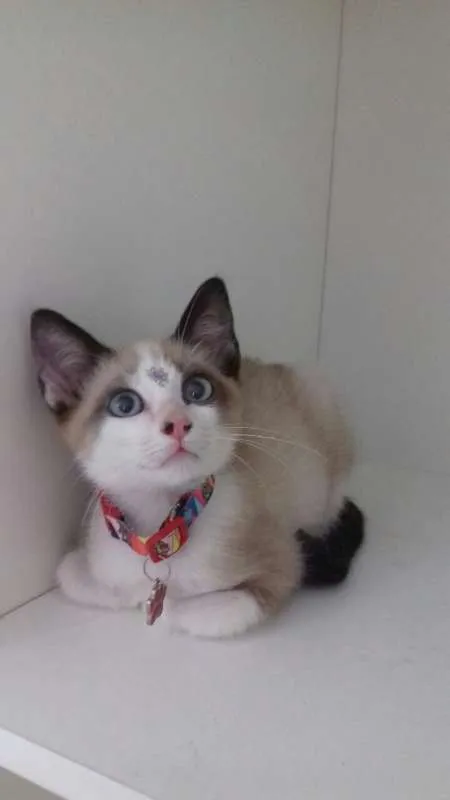Gato ra a srd idade 2 a 6 meses nome Pepita