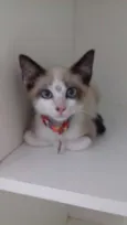 Pepita