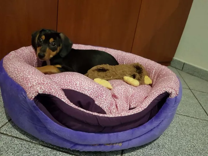Cachorro ra a Srd idade 2 a 6 meses nome Pitaya