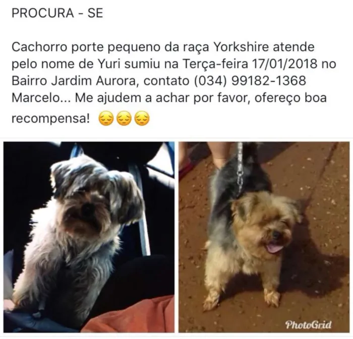 Cachorro raça Yorkshire idade 4 anos nome Yuri