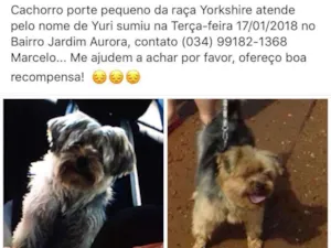 Cachorro raça Yorkshire idade 4 anos nome Yuri